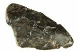 Partial Tyrannosaur Tooth - Two Medicine Formation #265801-1